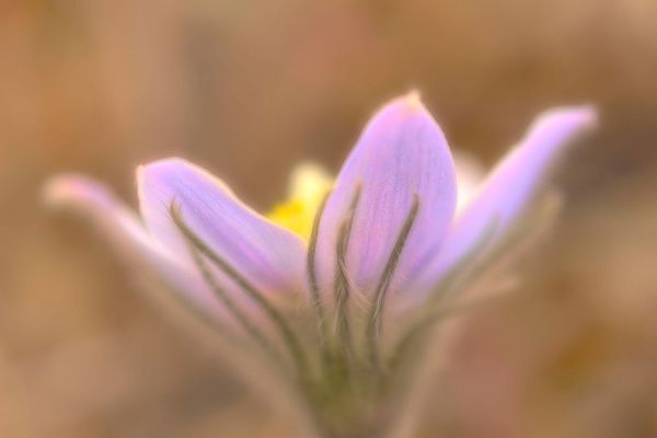 Canada-Manitoba-Libau Prairie crocus flower close-up
